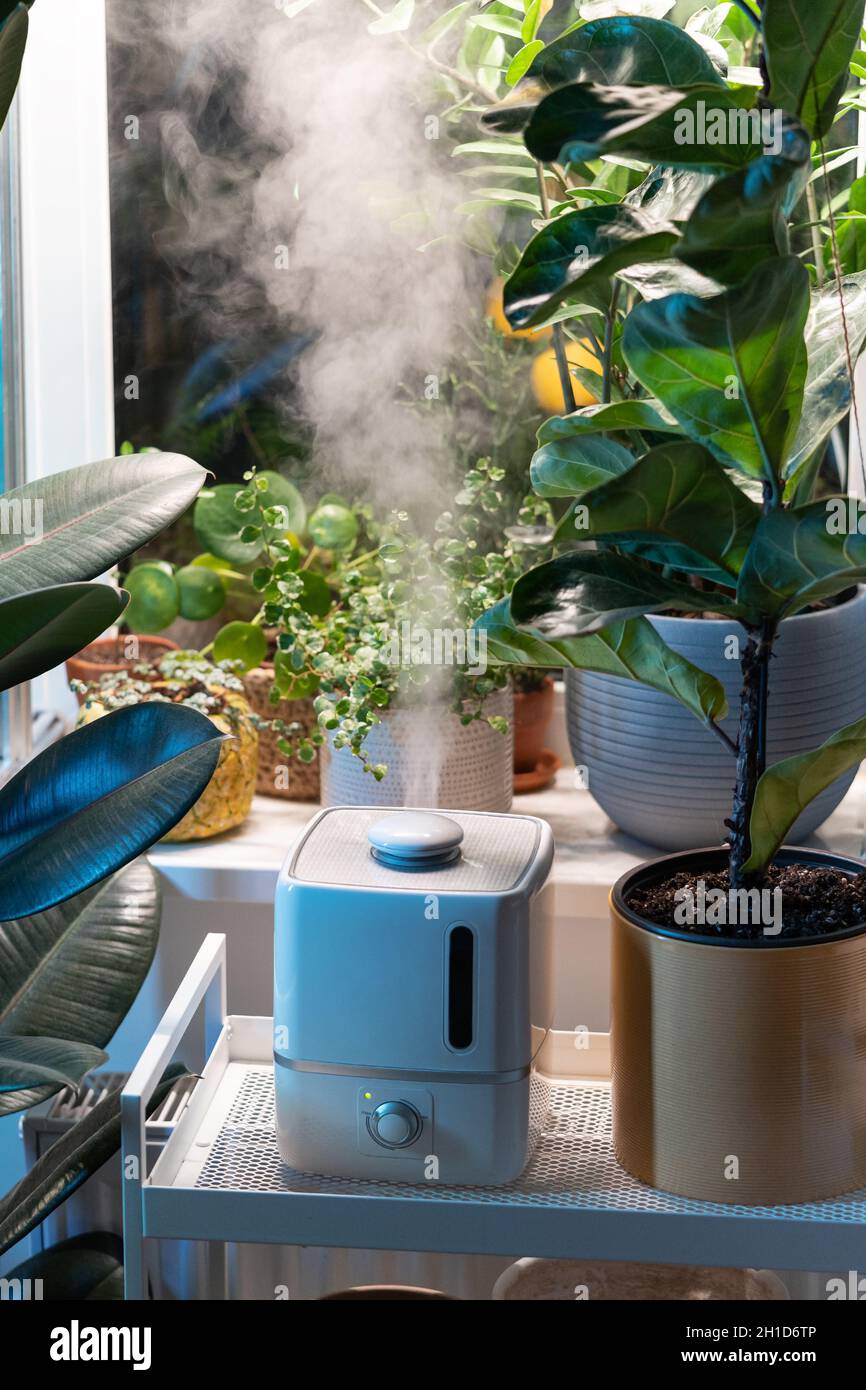 Steam from humidifier, moistens dry air surrounded by indoor