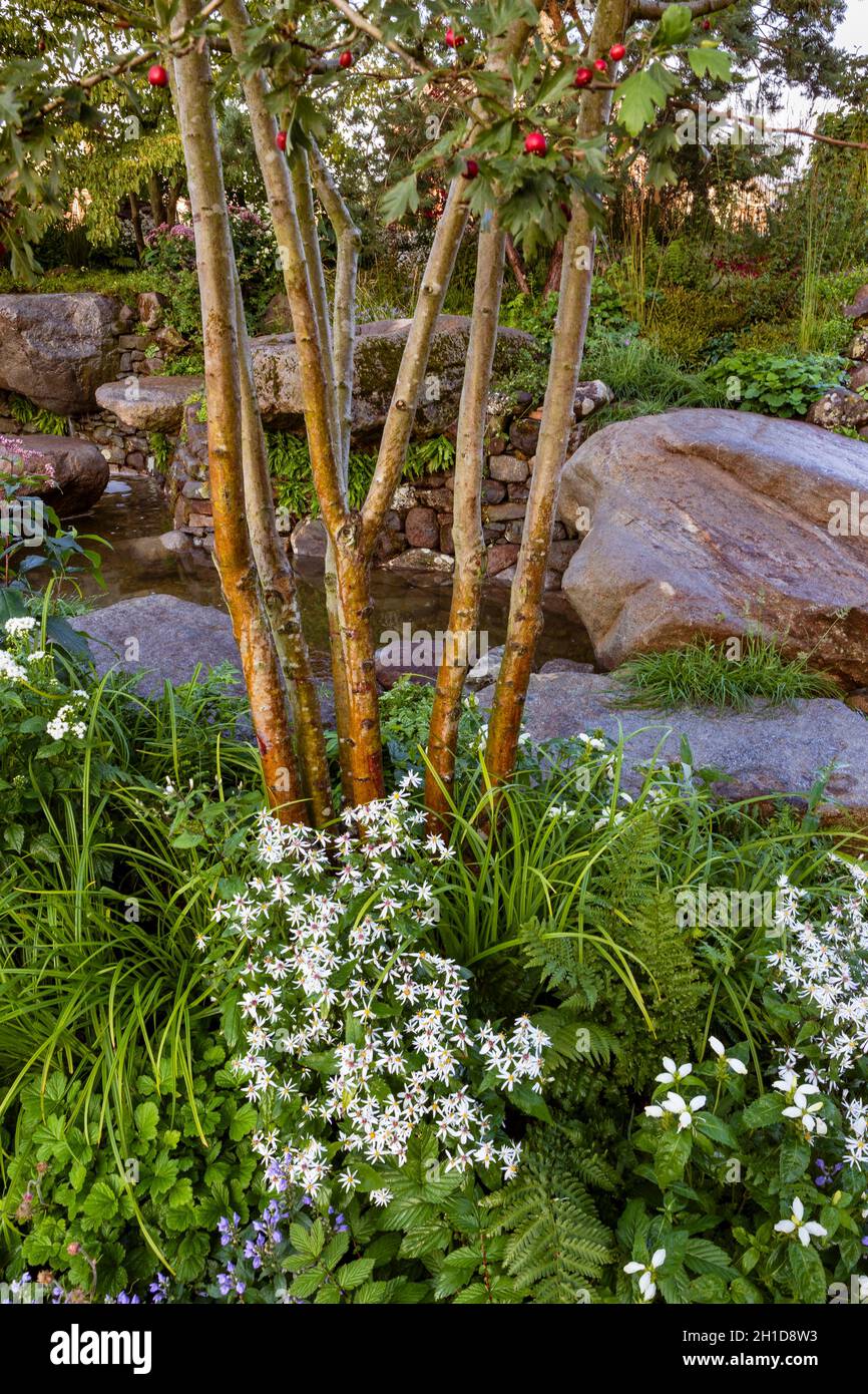 Psalm 23 Garden. Detail of planting under multi-stemmed hawthorn, Crataegus monogyna. Featuring Eurybia divaricata, Scutellaria incana and ferns. Stock Photo