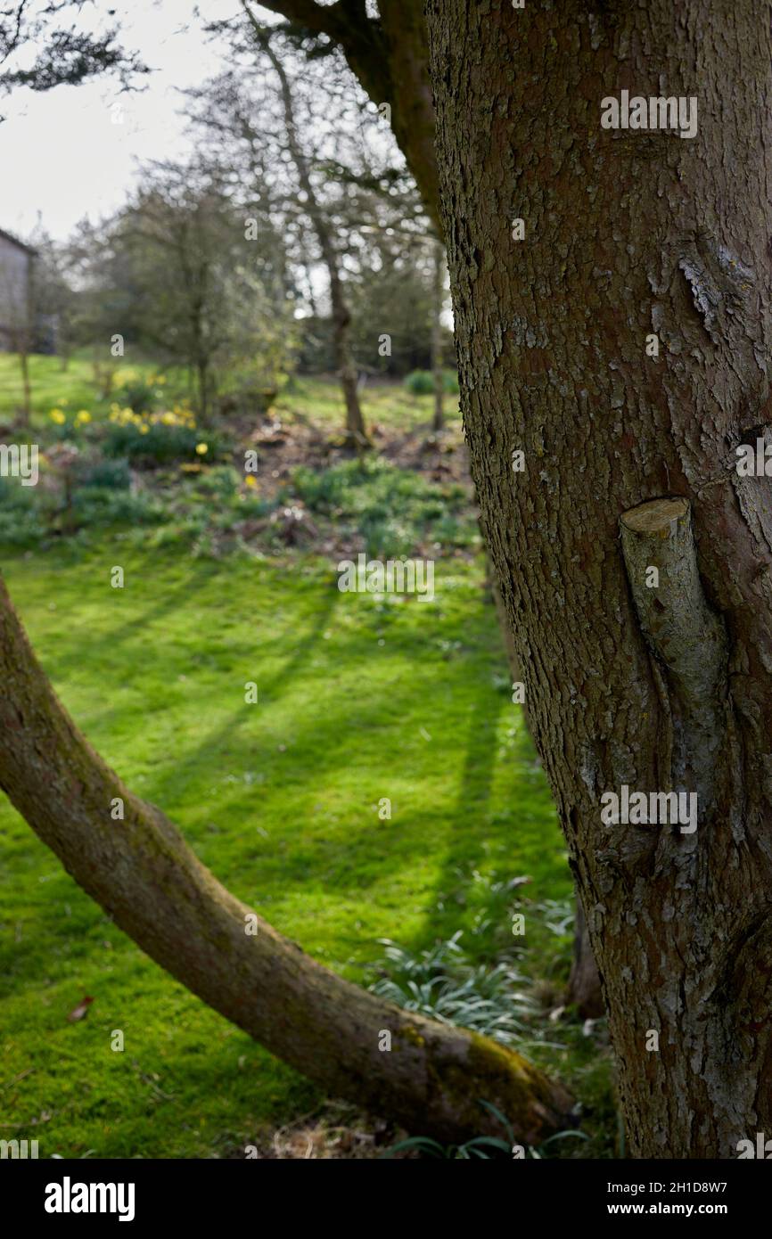Leylandii tree trunk in moorland garden Stock Photo