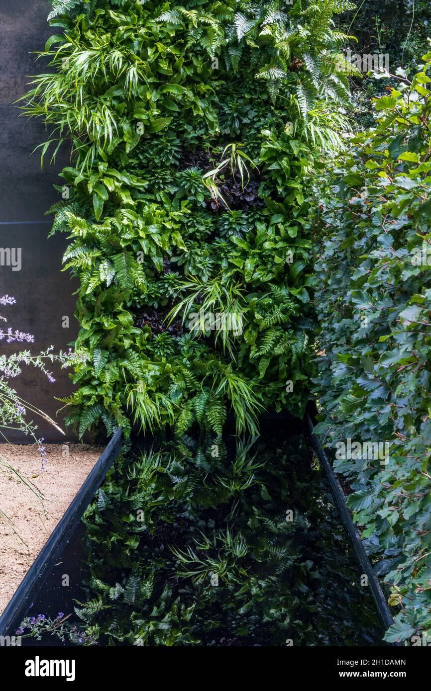 Stolen Soul Garden. Living wall over black reflective pool with beech hedge to one side. Plants include grass Hakonechloa macra, Ajuga reptans, evergr Stock Photo