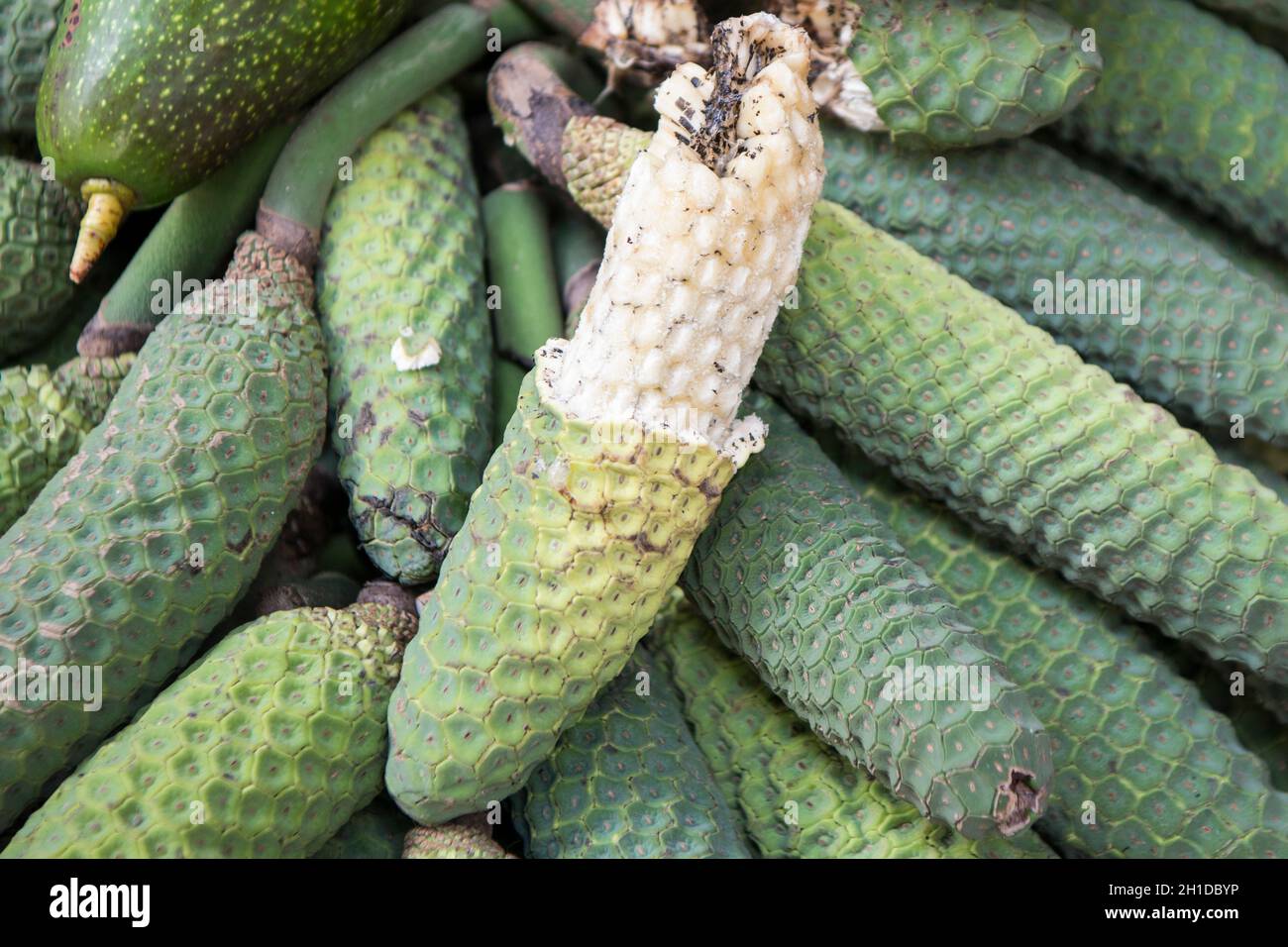 tropical Philodendron fruits at the Mercado dos Lavradores in the city  centre of Funchal on the Island Madeira of Portugal. Portugal, Madeira,  April Stock Photo - Alamy