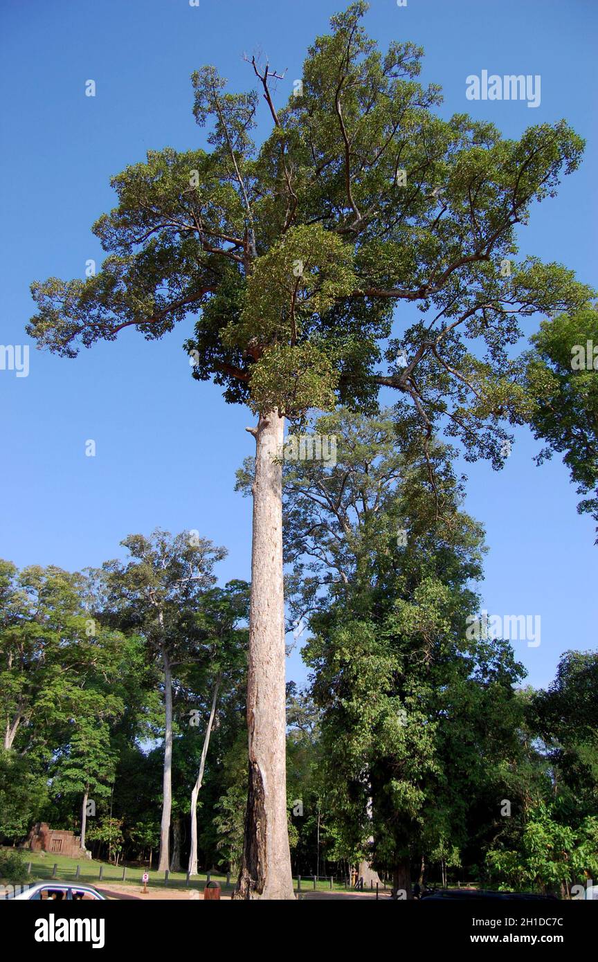 Big teak tropical hardwood tree in forest jungle near Prasat Banteay Srei or Banteay Srey temple