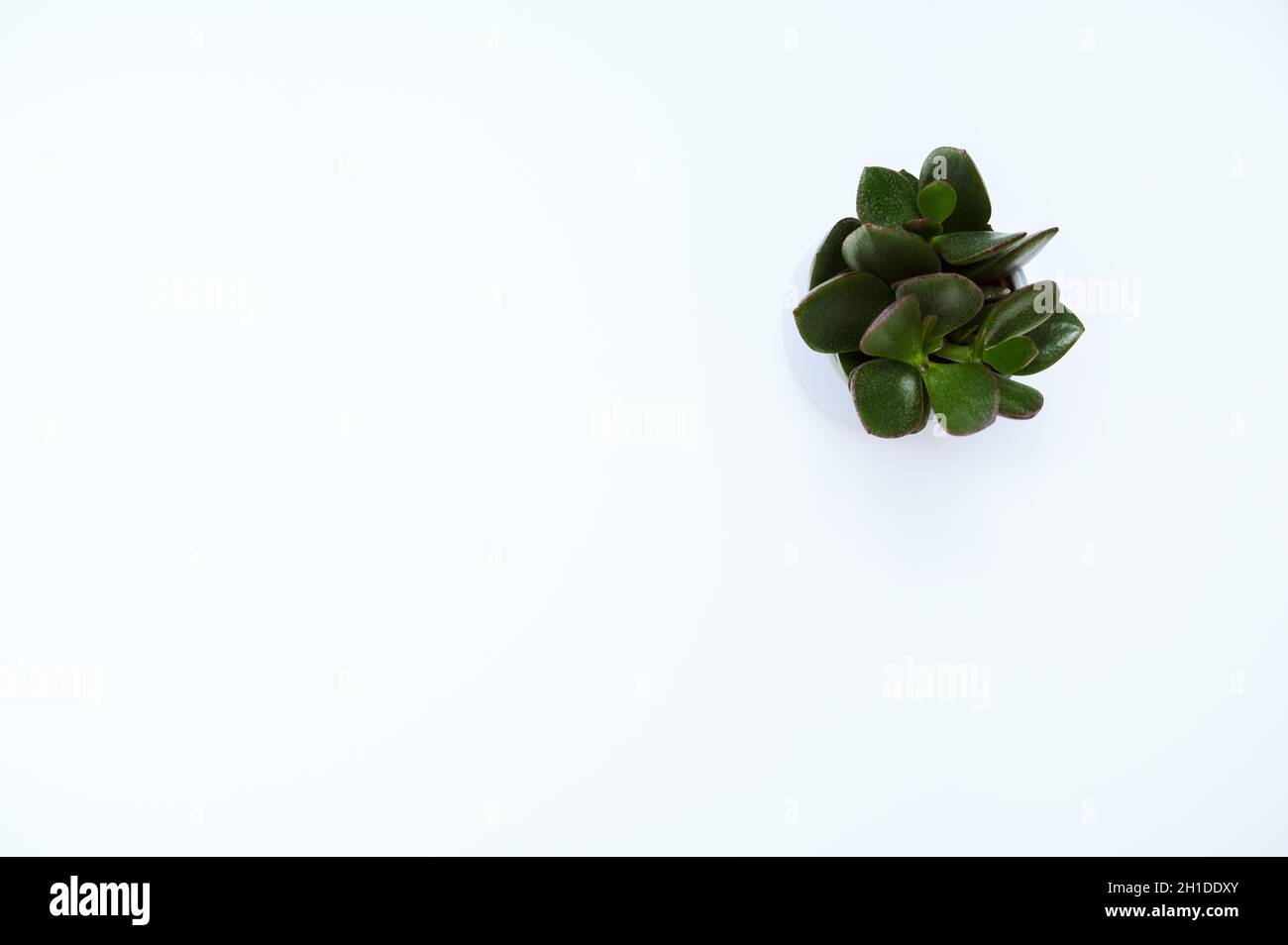 Crassula ovata, commonly known as jade plant, lucky plant, money plant or money tree, cleanly arranged on a blank, white office desk. Stock Photo