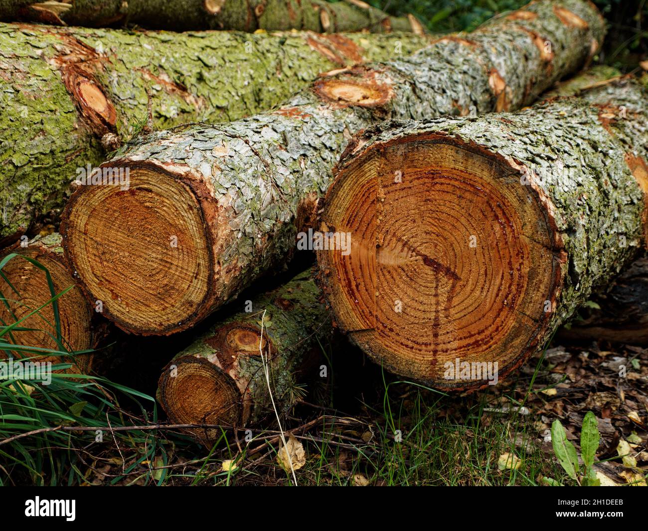 Recently felled trees piled up as cut logs  at Newmiller Dam in Wakefield, West Yorkshire. Stock Photo