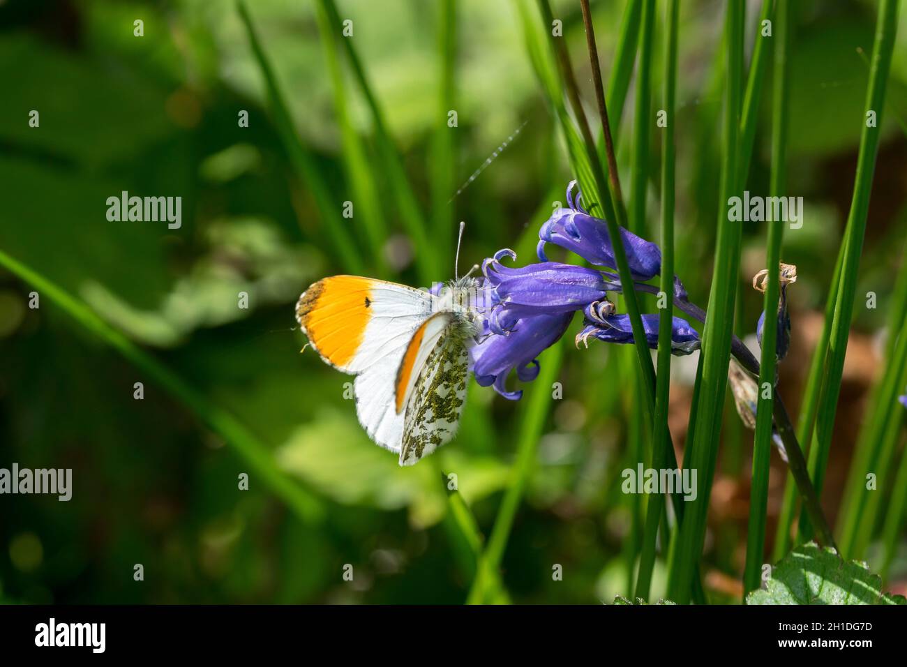 Male Orange Tip butterfly Anthocharis cordamines feeding on a Bluebell flower Stock Photo