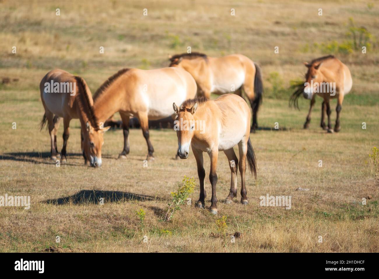 Mongolian Steppe Habitat Hi res Stock Photography And Images Alamy