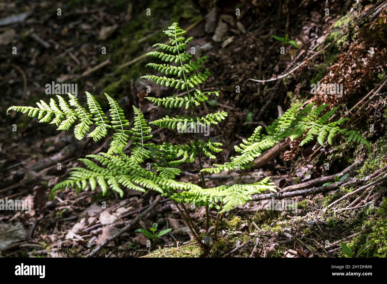 Broad Buckler fern Dryopteris dilatata in spring time growth Stock Photo