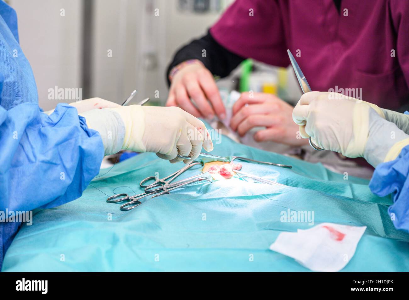 Veterinarian team operating a cat. Sterilization of a cat closeup