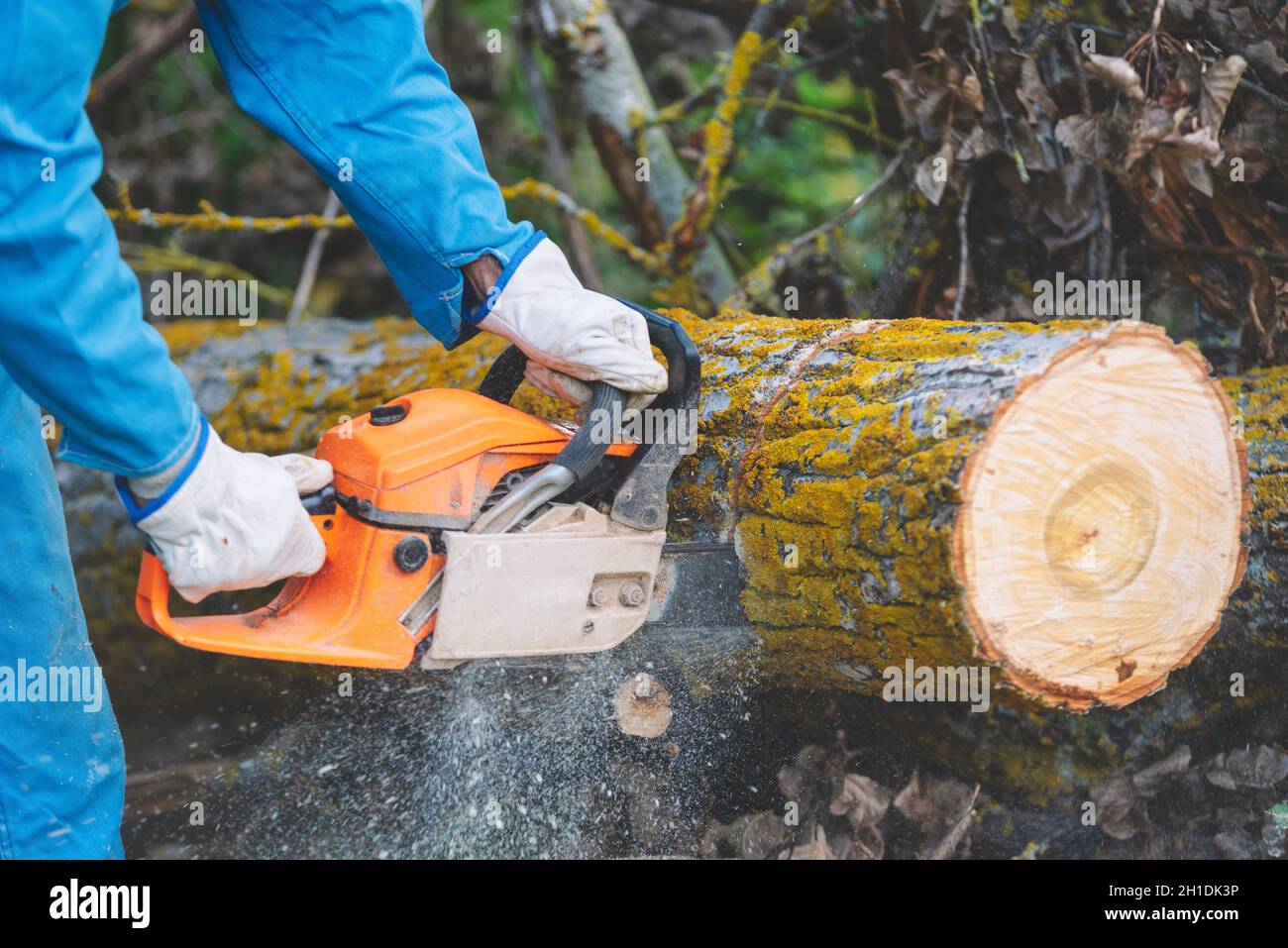 Close up of a lumberjack cutting old wood with a chainsaw Stock Photo