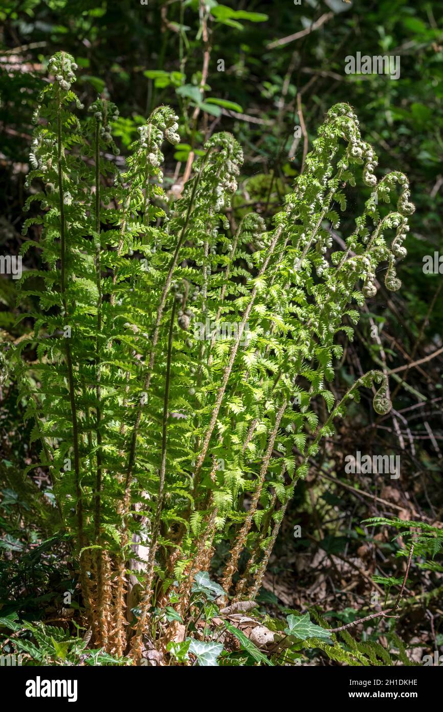 Broad Buckler fern Dryopteris dilatata in spring time growth Stock Photo