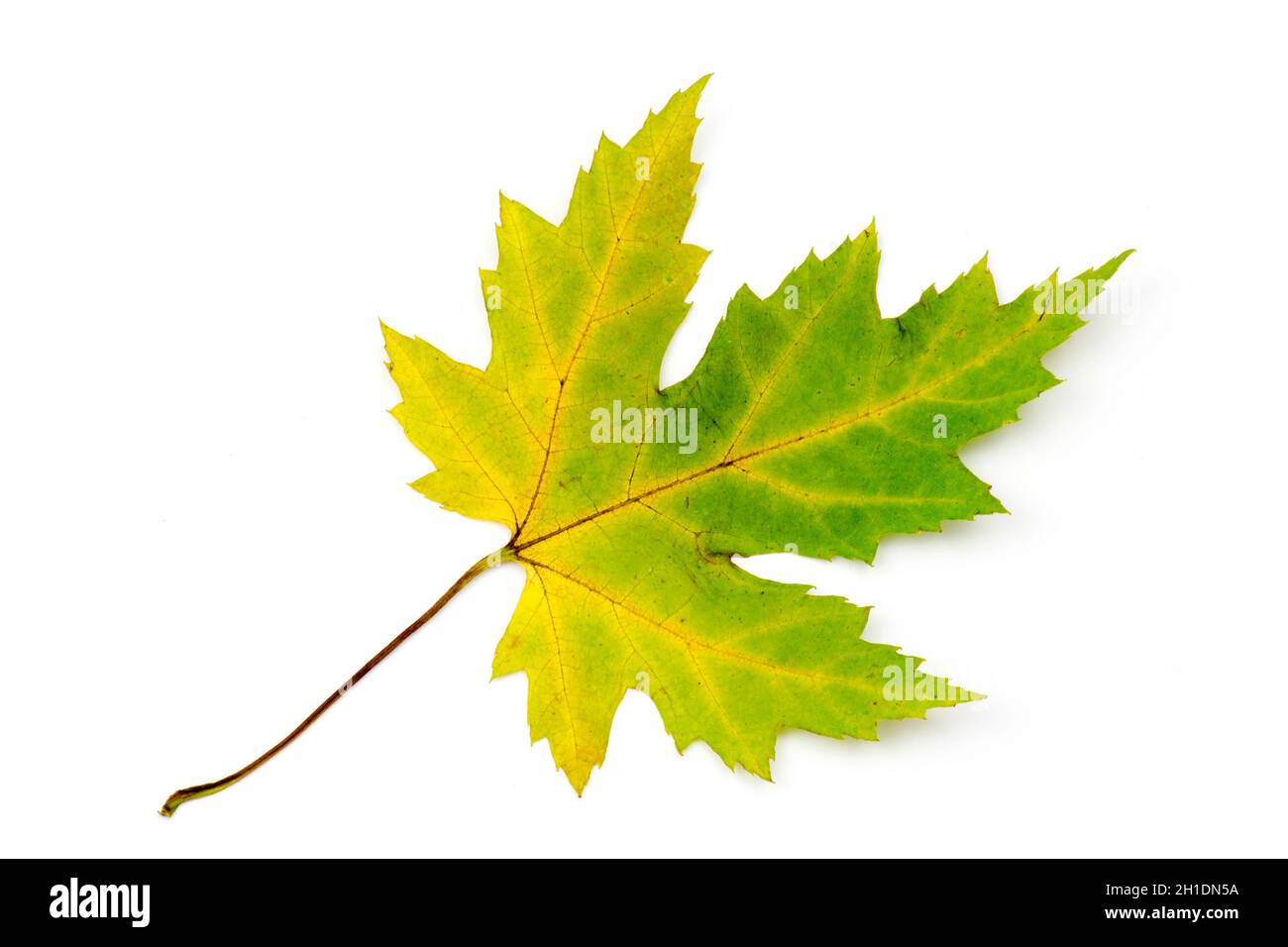 maple autumn leaf isolated on white background Stock Photo - Alamy