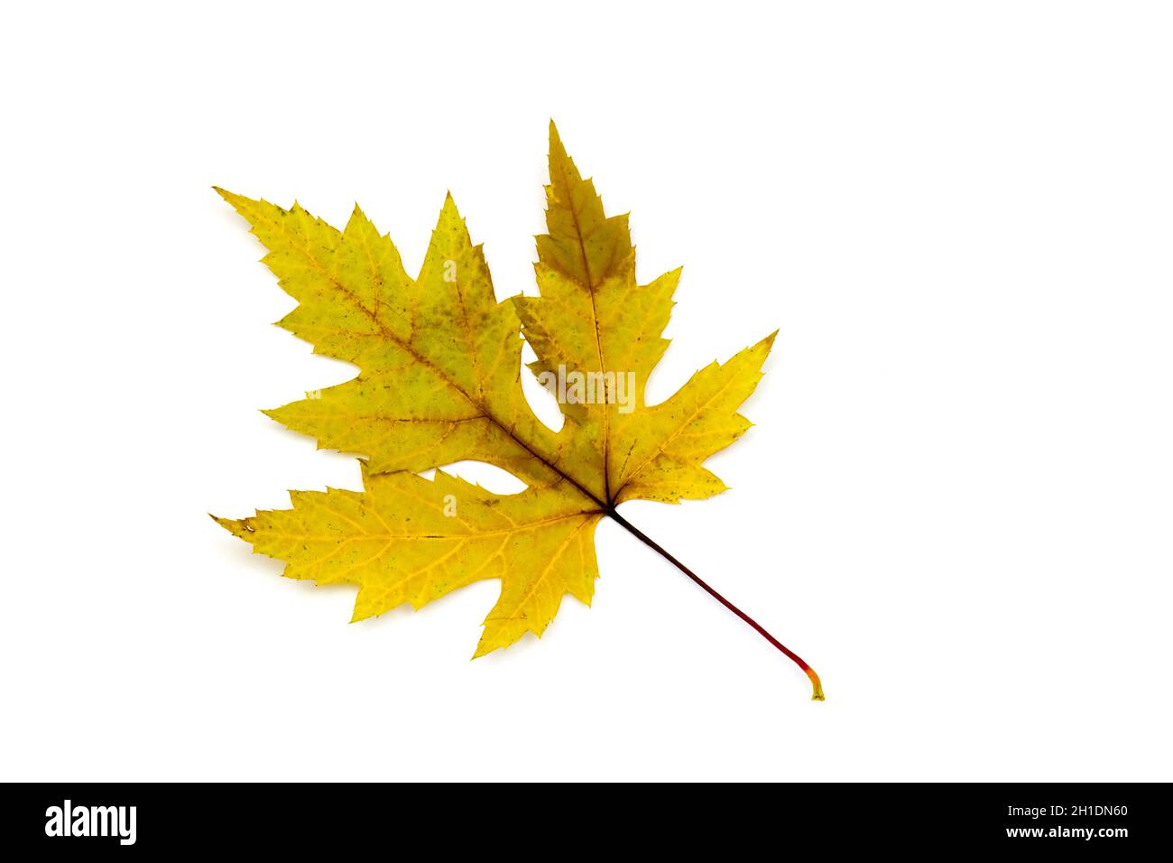maple autumn leaf isolated on white background Stock Photo - Alamy