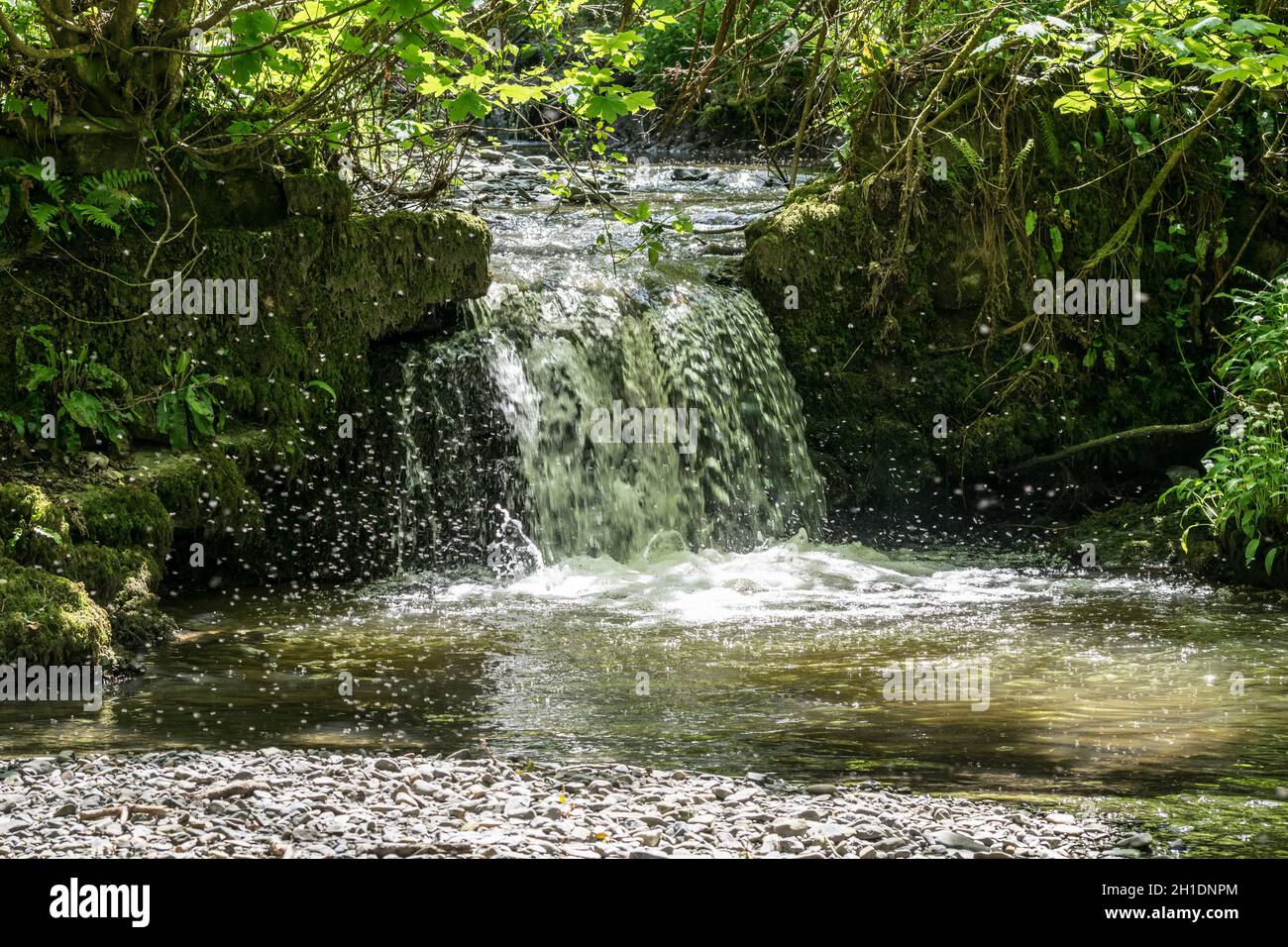 Waterfall with midge flies Stock Photo
