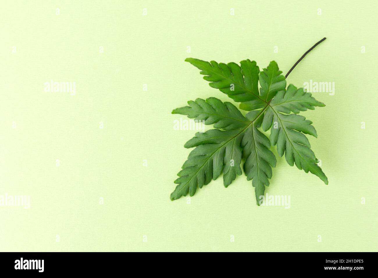 green leaf foliage on a light green background, taken from above with copy space, wallpaper abstract or template Stock Photo