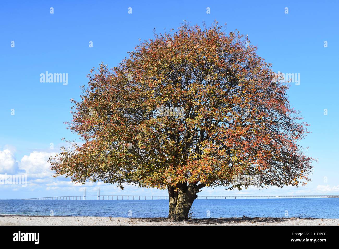 Öresund Tree Stock Photo