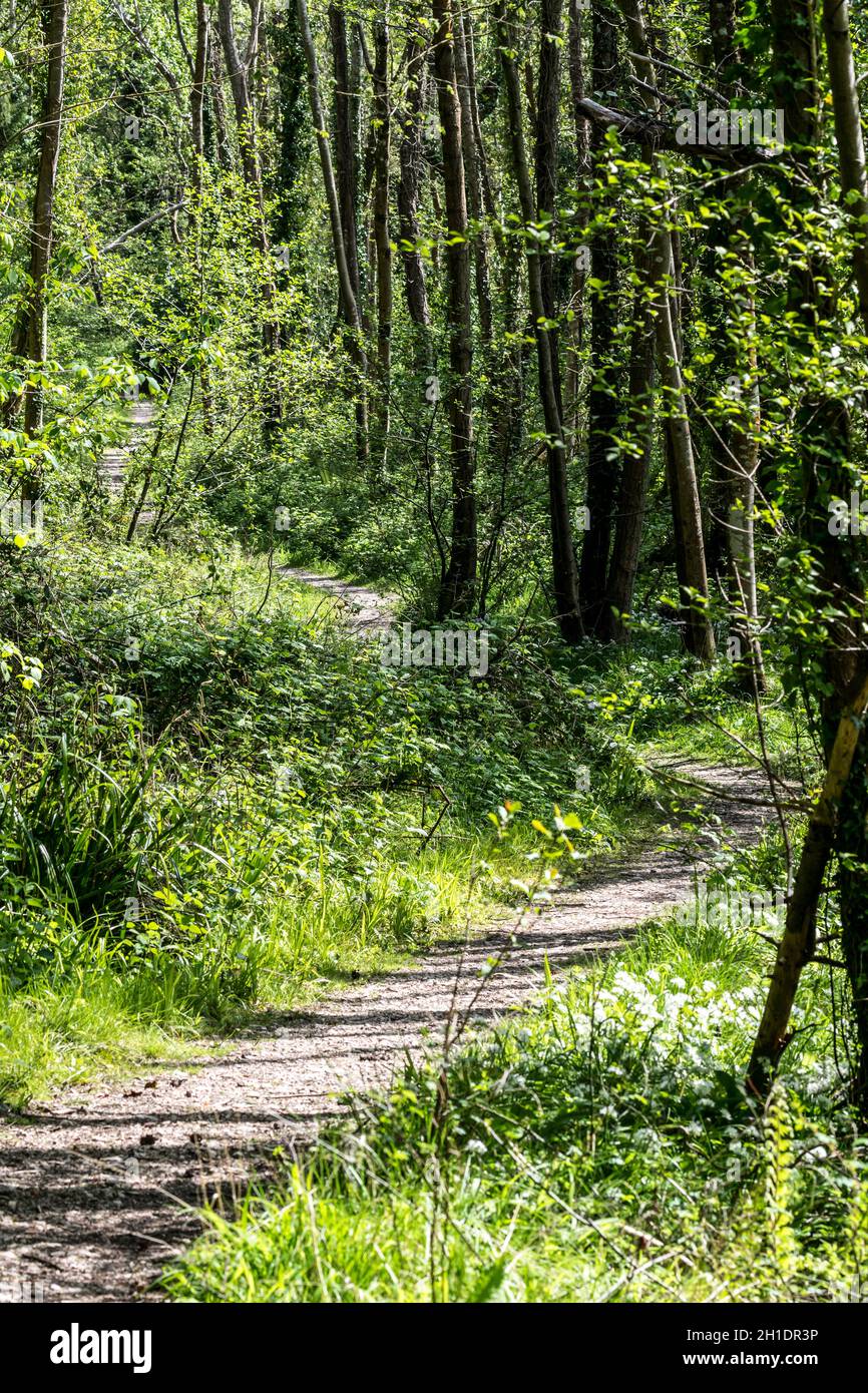 Woodland path in the spring Stock Photo