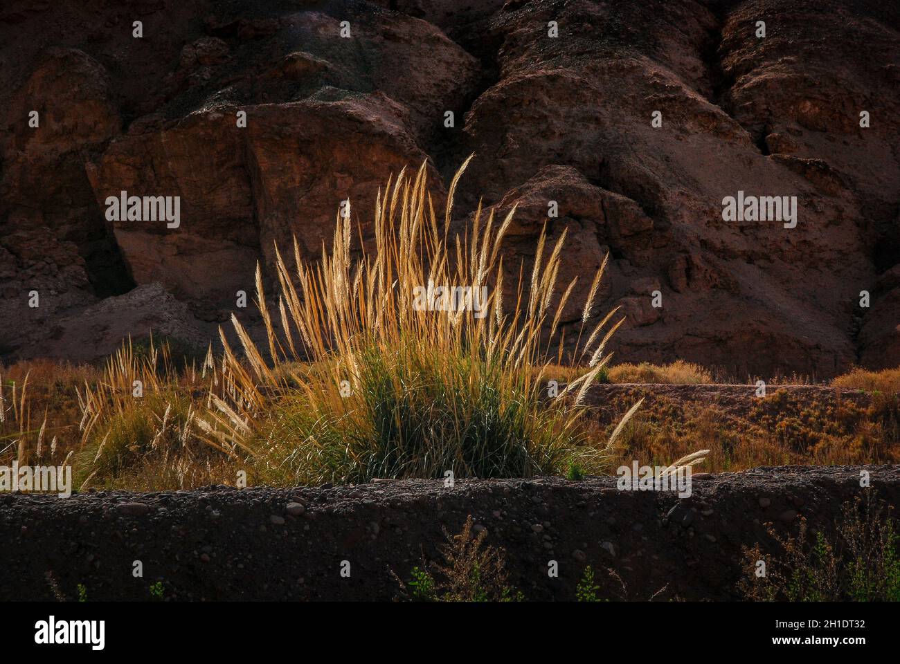 El ichu, paja brava o paja ichu es un pasto del altiplano andino sudamericano, México y Guatemala empleado como forraje para el ganado Stock Photo