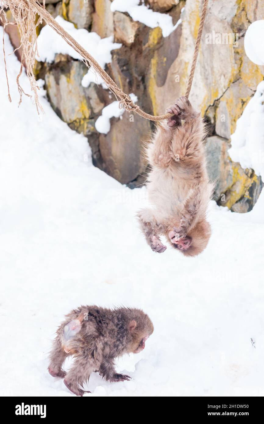 Baby monkeys playing on the rope in Jigokudani Monkey Park in Japan Stock Photo
