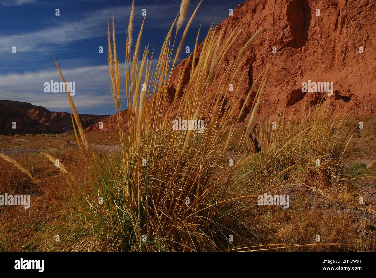 El ichu, paja brava o paja ichu es un pasto del altiplano andino sudamericano, México y Guatemala empleado como forraje para el ganado Stock Photo