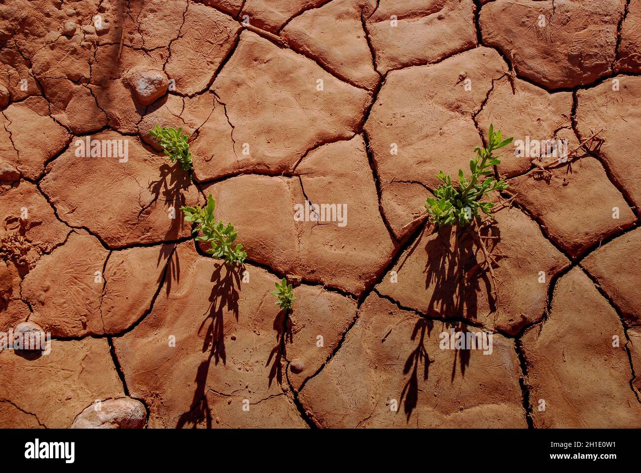 Arid soil of the Atacama Desert, Chile Stock Photo