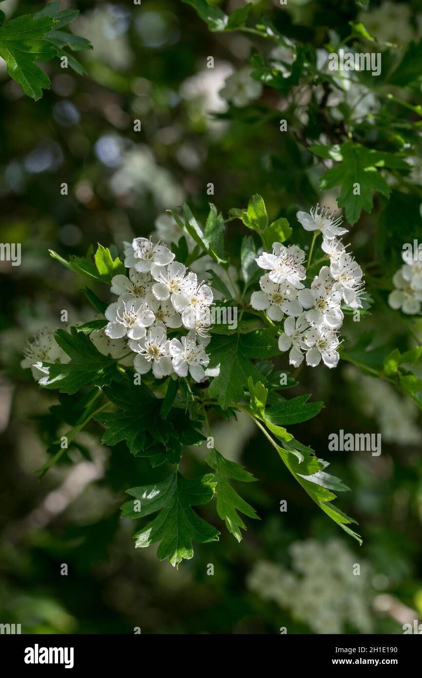 Hawthorn tree Crataegus monogyna Stock Photo Alamy