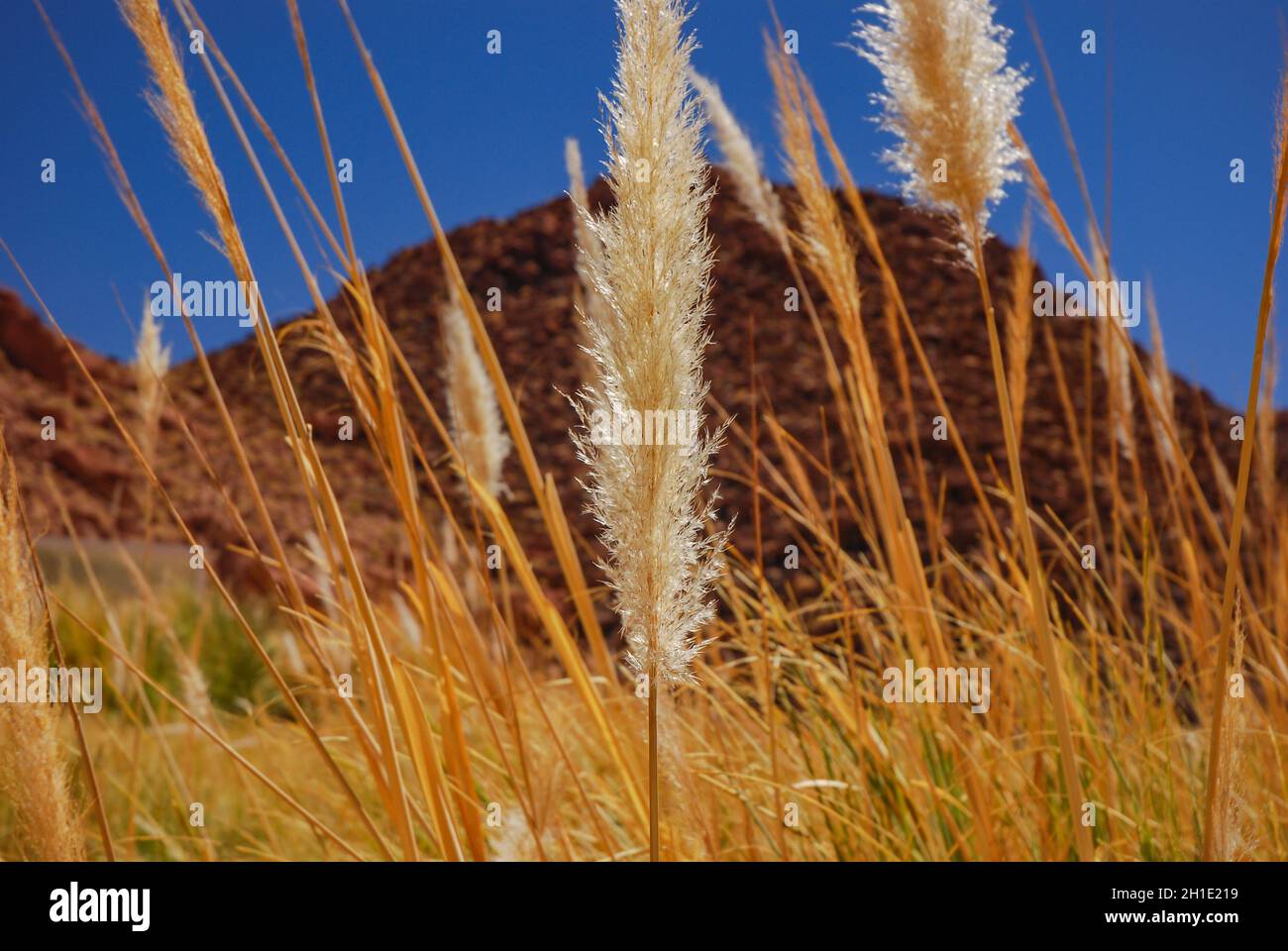 El ichu, paja brava o paja ichu es un pasto del altiplano andino sudamericano, México y Guatemala empleado como forraje para el ganado Stock Photo