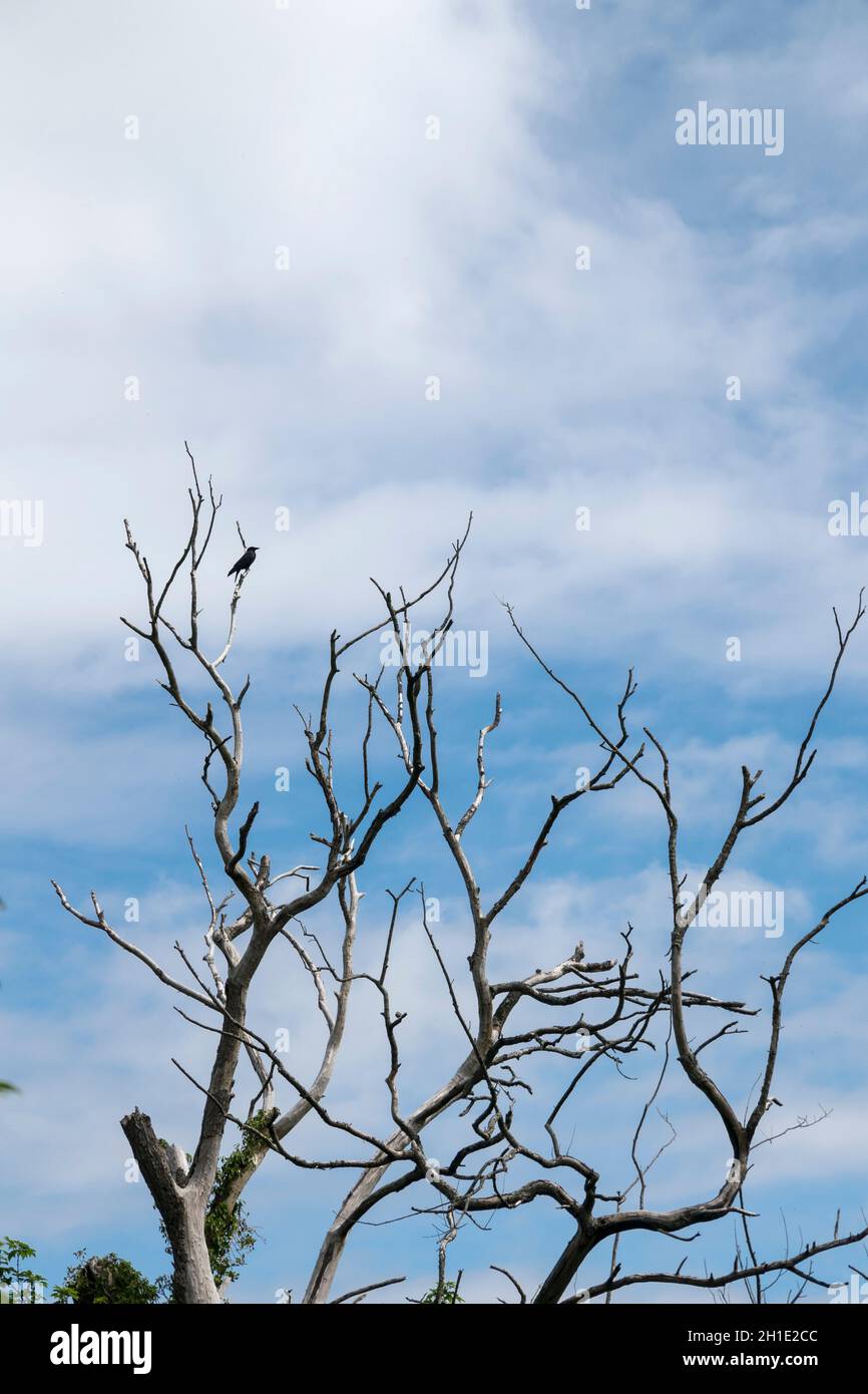 Decaying tree with with a black crow in the branches against a blue sky Stock Photo