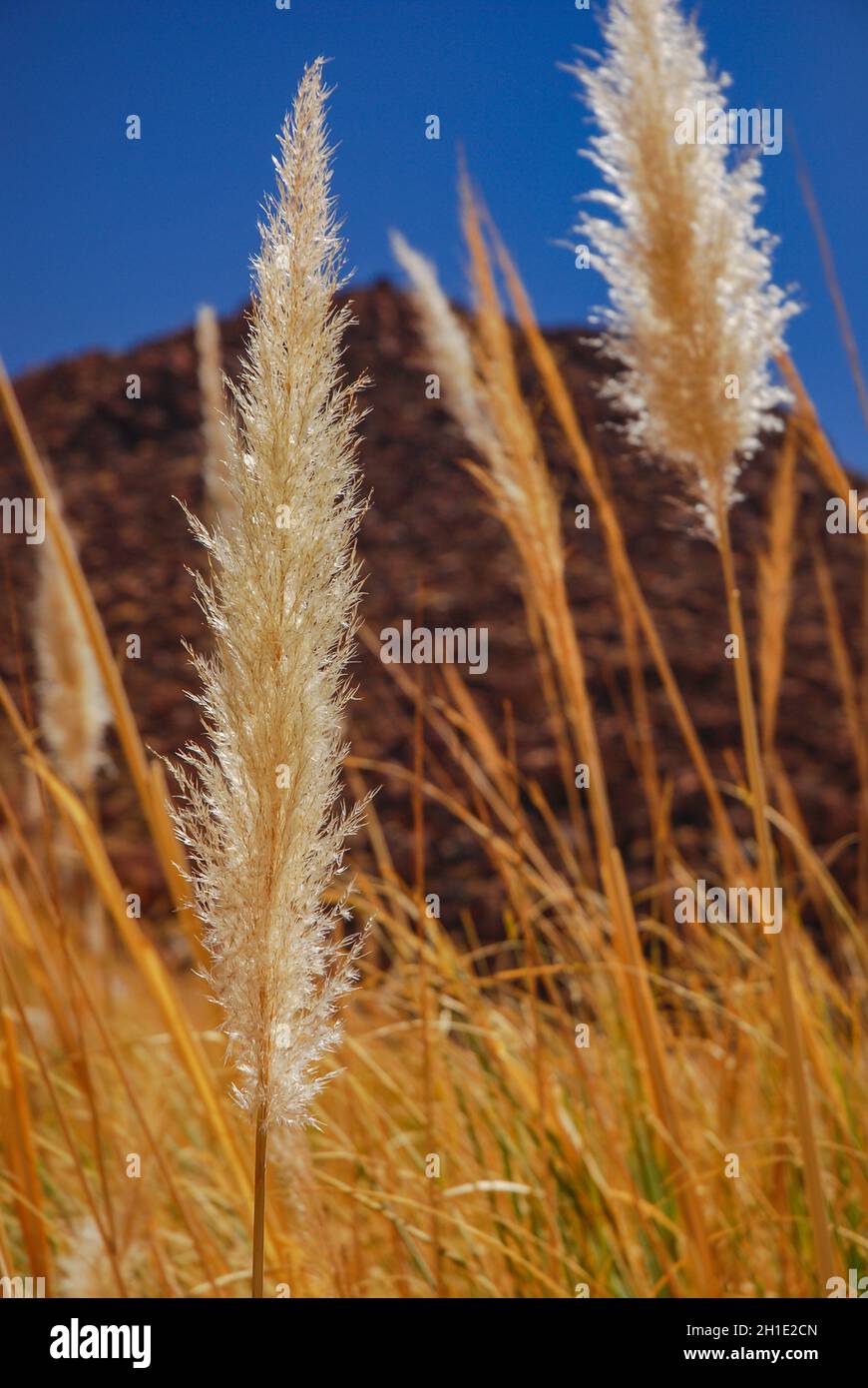 El ichu, paja brava o paja ichu es un pasto del altiplano andino sudamericano, México y Guatemala empleado como forraje para el ganado Stock Photo