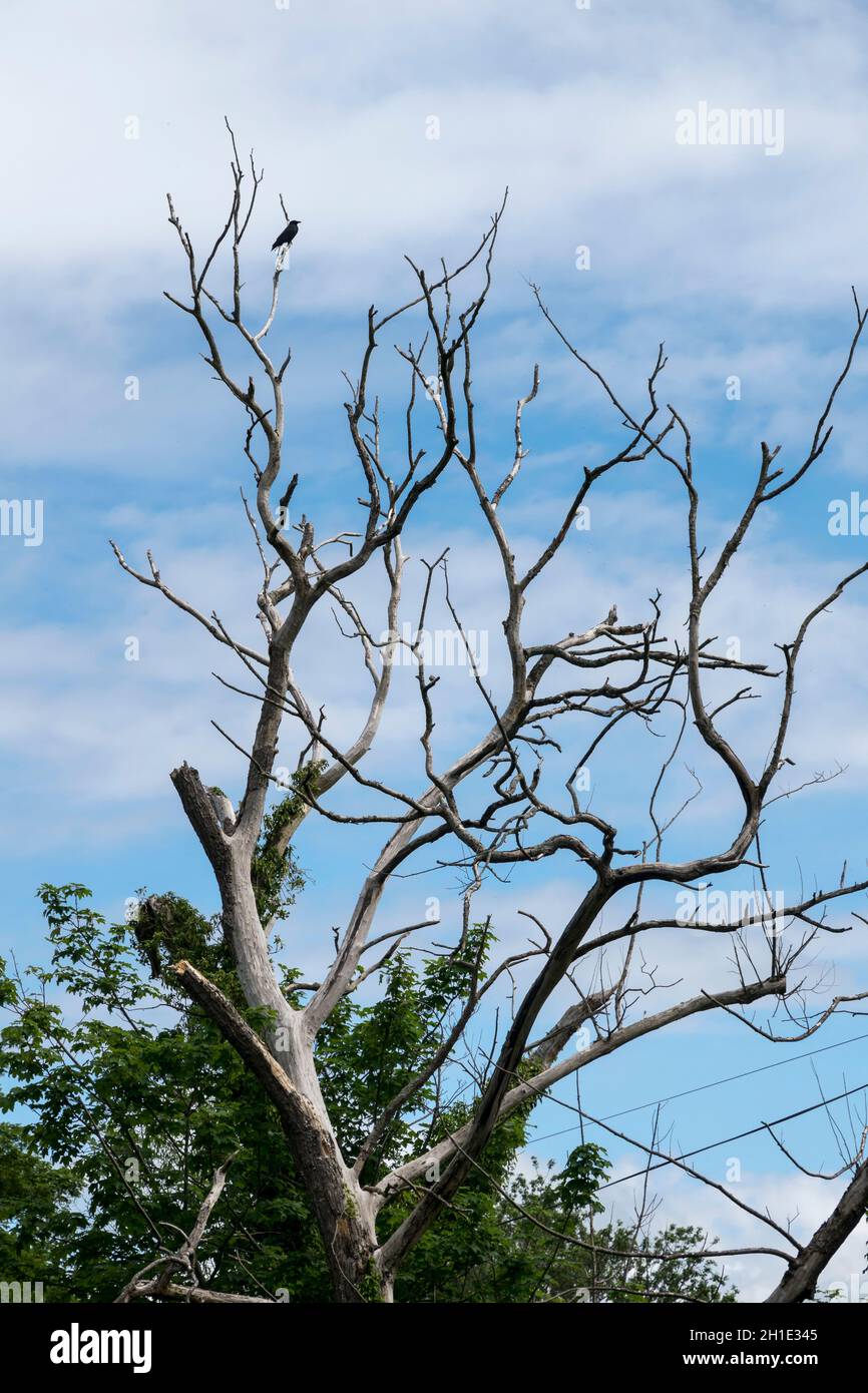 Decaying tree with with a black crow in the branches against a blue sky Stock Photo