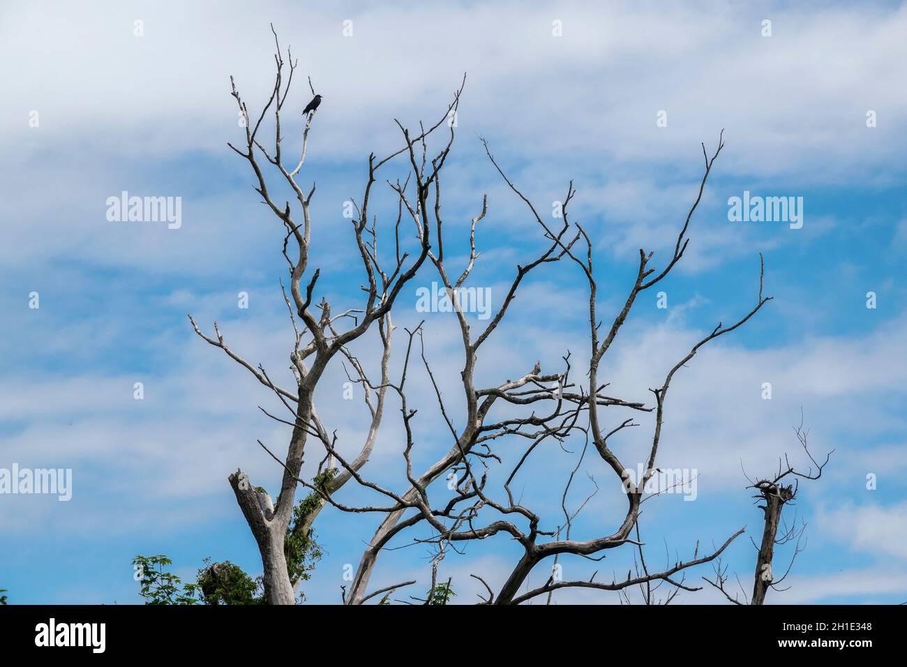 Decaying tree with with a black crow in the branches against a blue sky Stock Photo