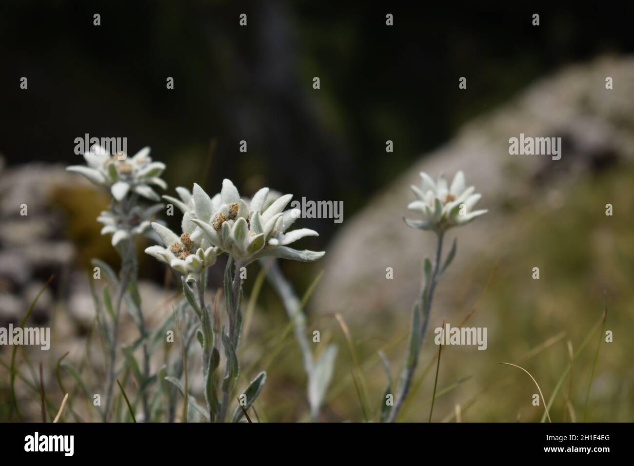 Selective focus of white Edelweiss flowers in the field Stock Photo