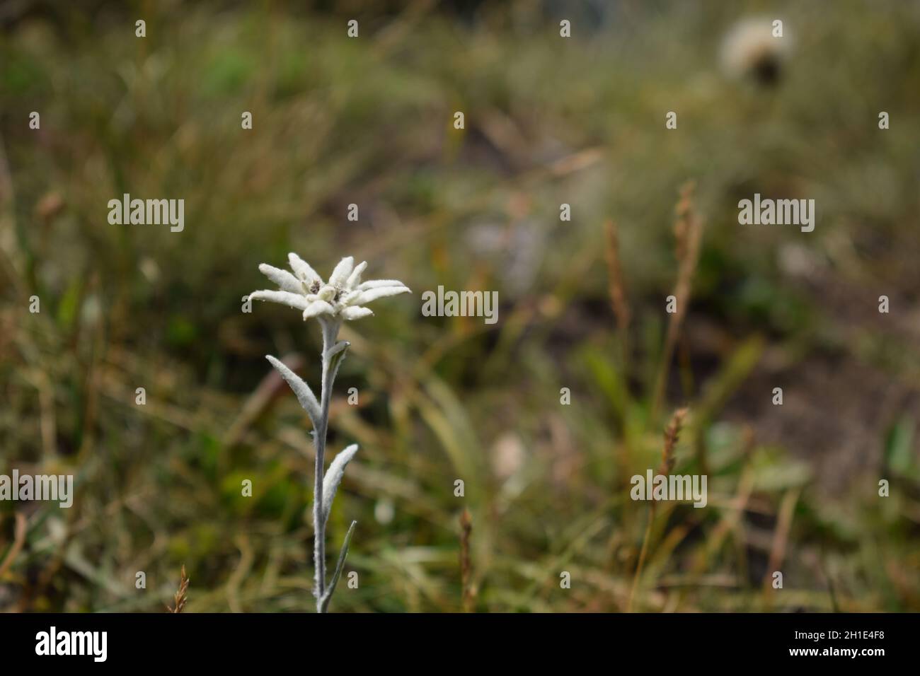 Shallow focus of a lonely white Edelweiss flower in the field Stock Photo