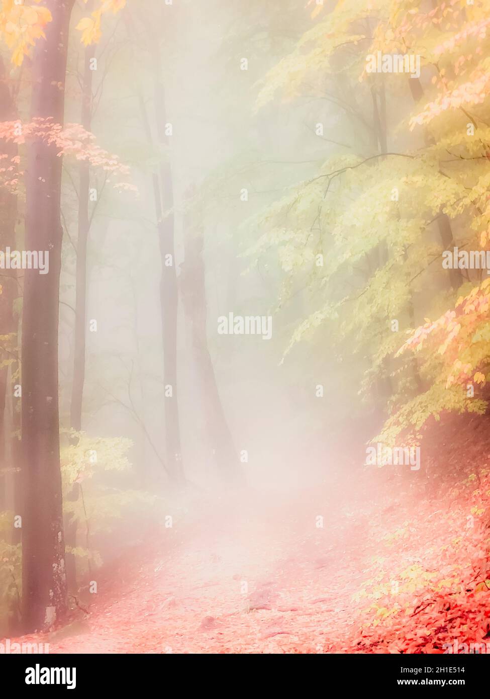 Autumn in Cozia, Carpathian Mountains, Romania. Vivid fall colors in a misty forest during a autumn light rain. Stock Photo