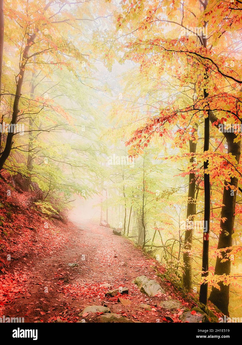 Autumn in Cozia, Carpathian Mountains, Romania. Vivid fall colors in a misty forest during a autumn light rain. Stock Photo