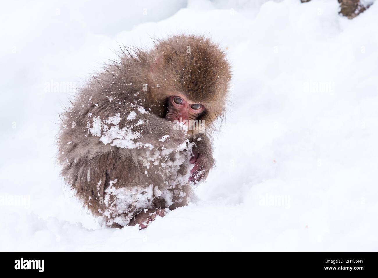 Little cute japanese snow monkey playing in the snow, Japan. Stock Photo