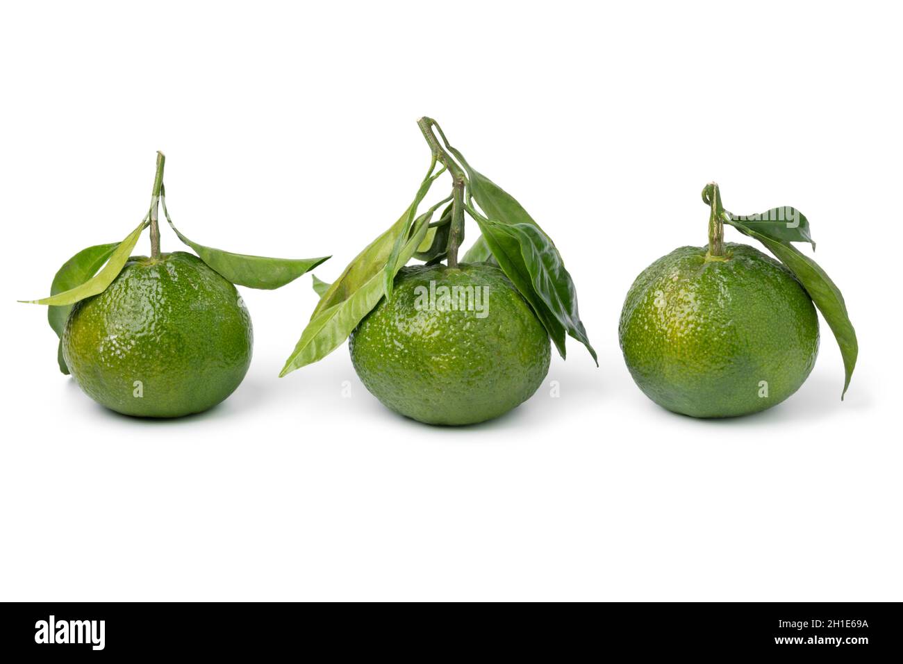 Three whole green mandarins in a row isolated on white background Stock