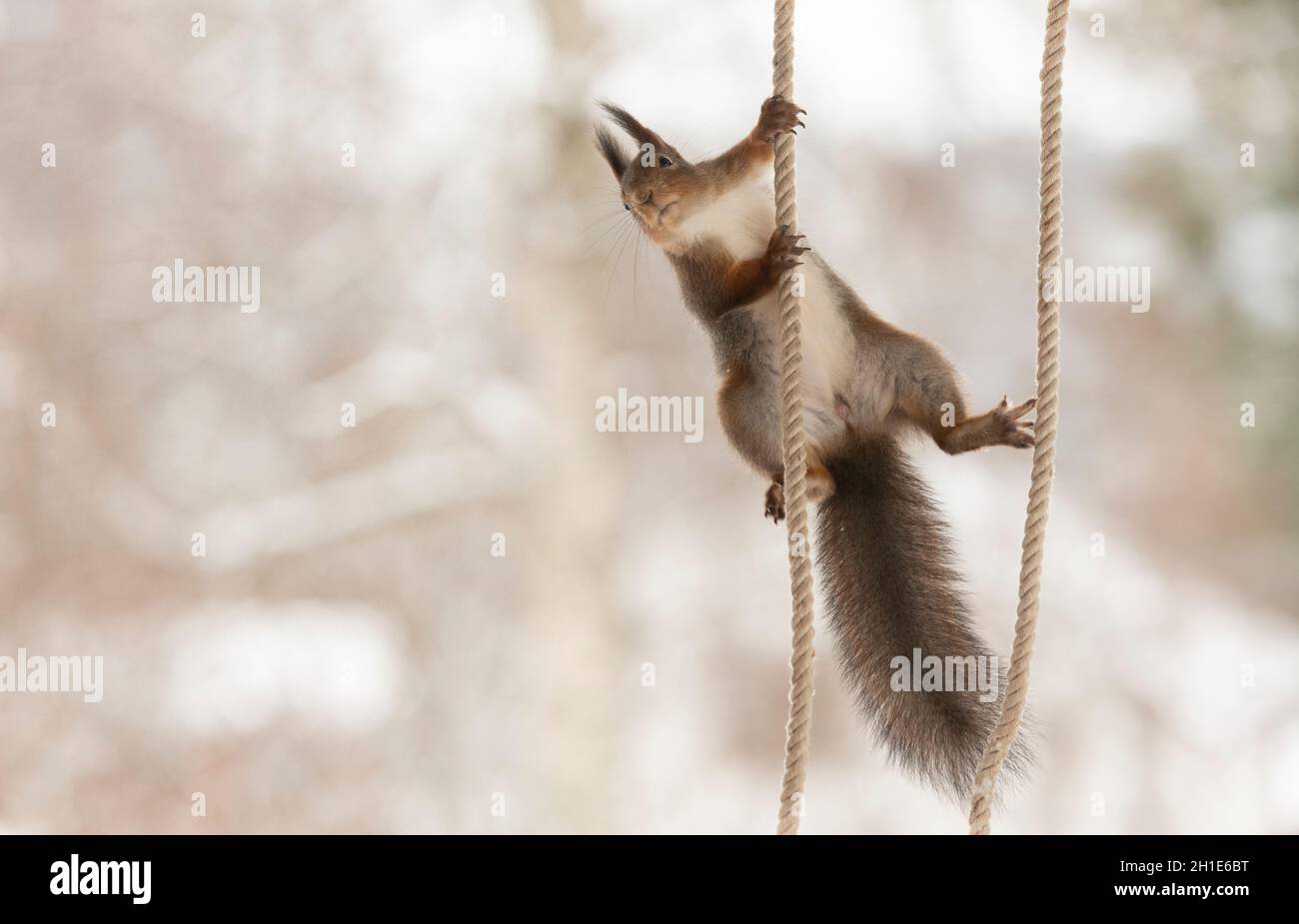 Red Squirrel climbing between ropes Stock Photo Alamy