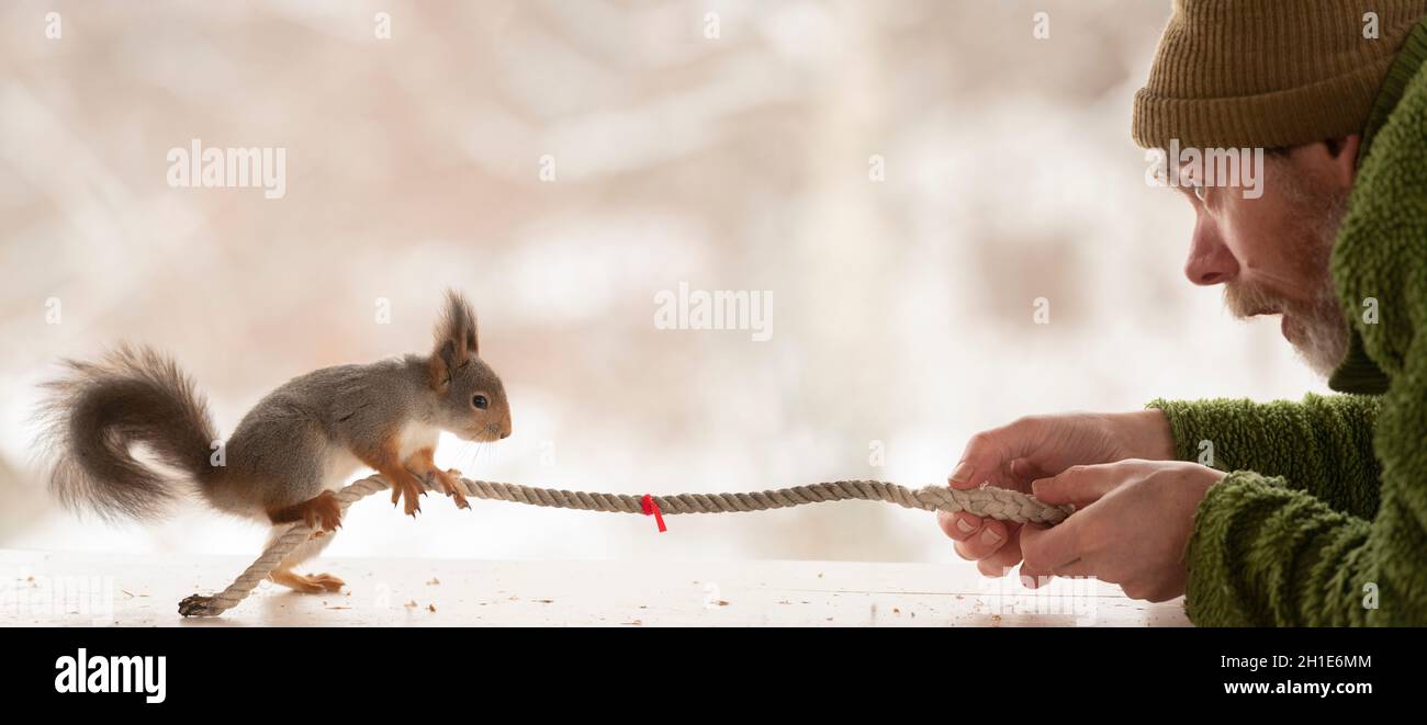 Red Squirrel and a man are pulling a rope Stock Photo - Alamy