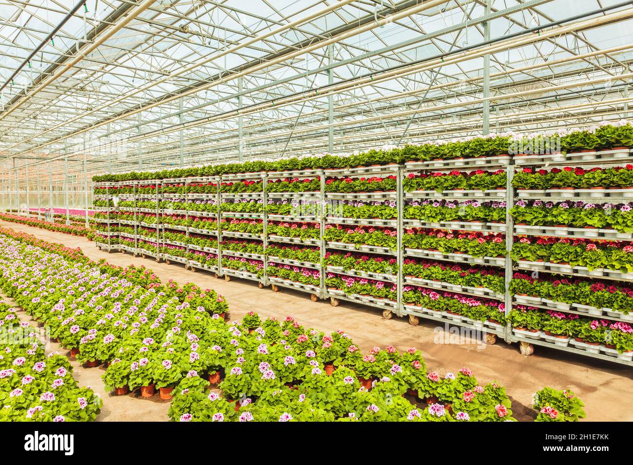 Crates with Dutch geranium plants in a greenhouse ready for export Stock Photo