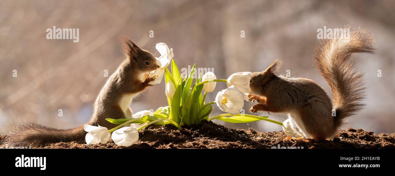 Red squirrel holding an white tulip hires stock photography and images
