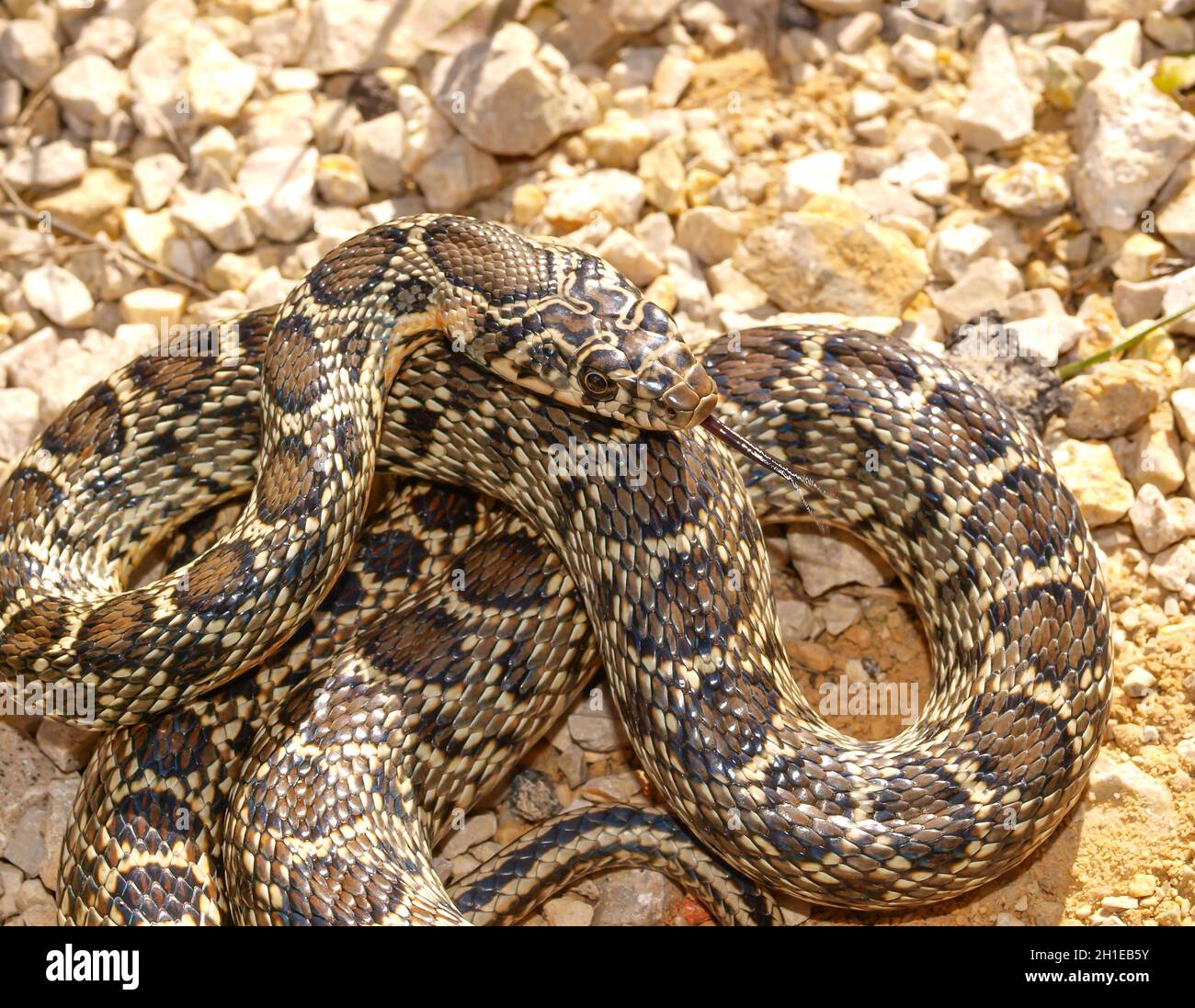 Beautiful horseshoe whip snake, Hemorrhois hippocrepis on the ground