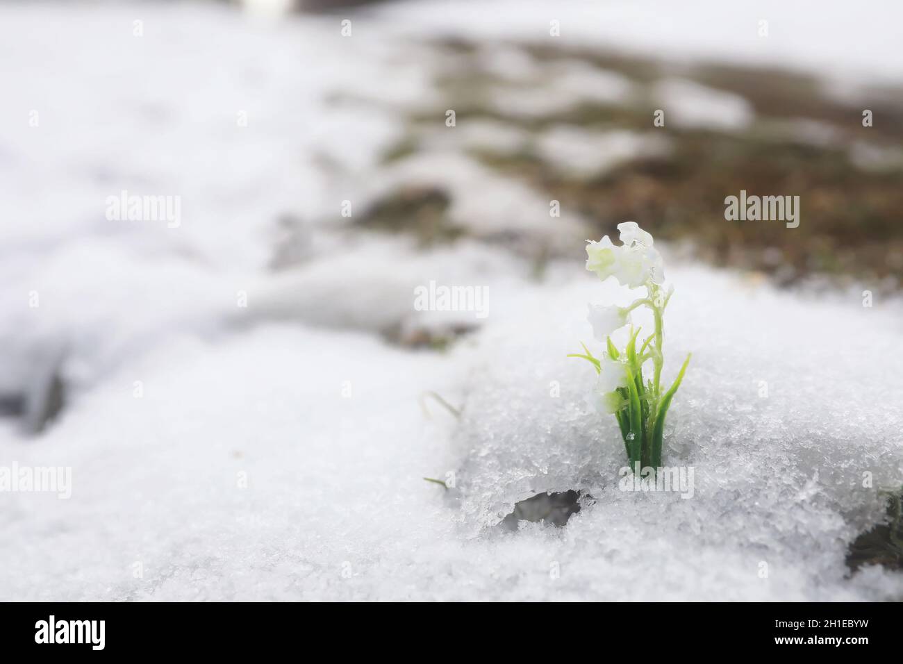 The first spring flowers. Snowdrops in the forest grow out of snow. White  lily of the valley flower under the first rays of the spring sun Stock  Photo - Alamy, image size:1300x956