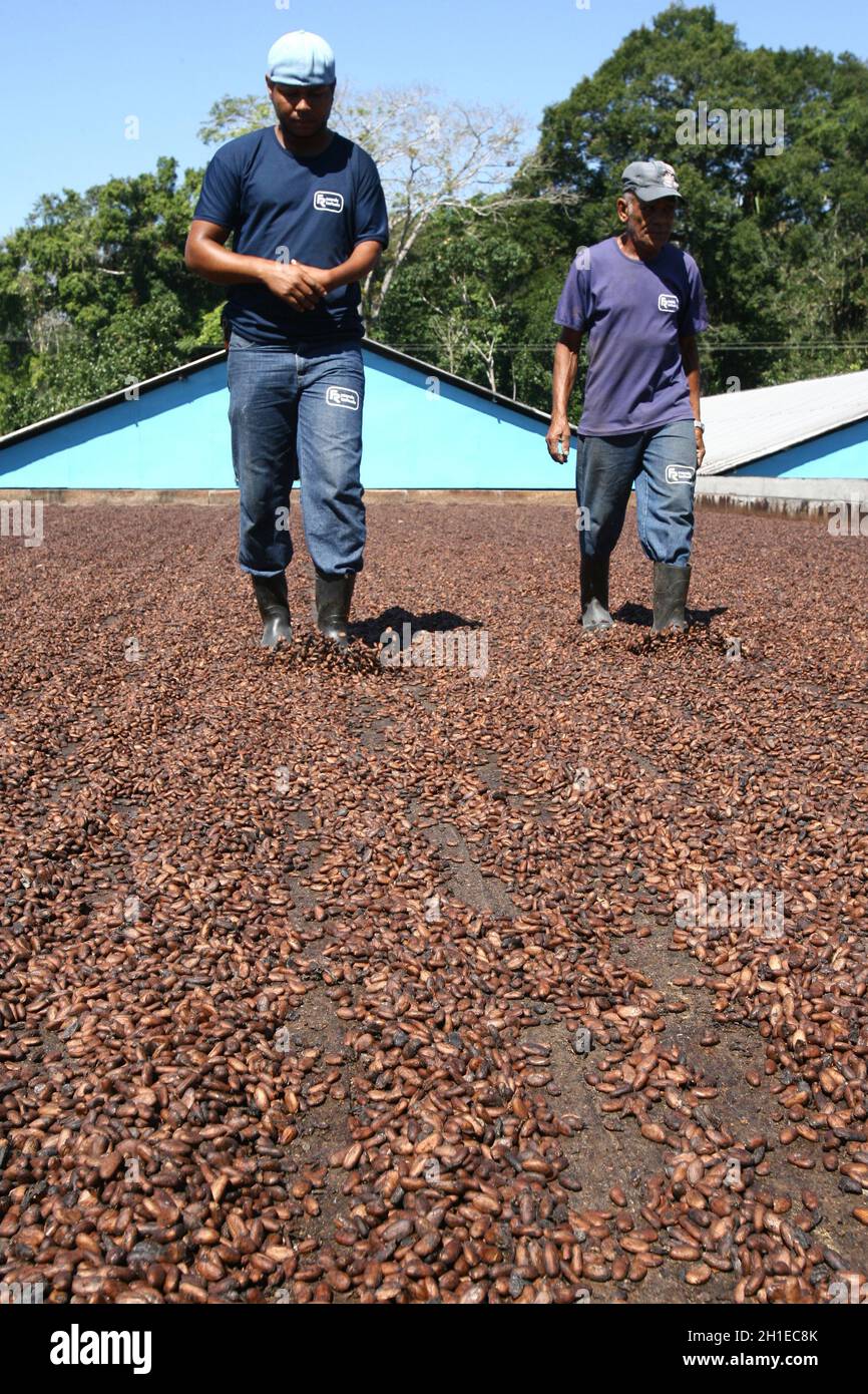 ilheus, bahia / brazil - July 7, 2011: Farmer is processing cocoa fruits on the farm in the city of Ilheus. The fruit is harvested for chocolate produ Stock Photo