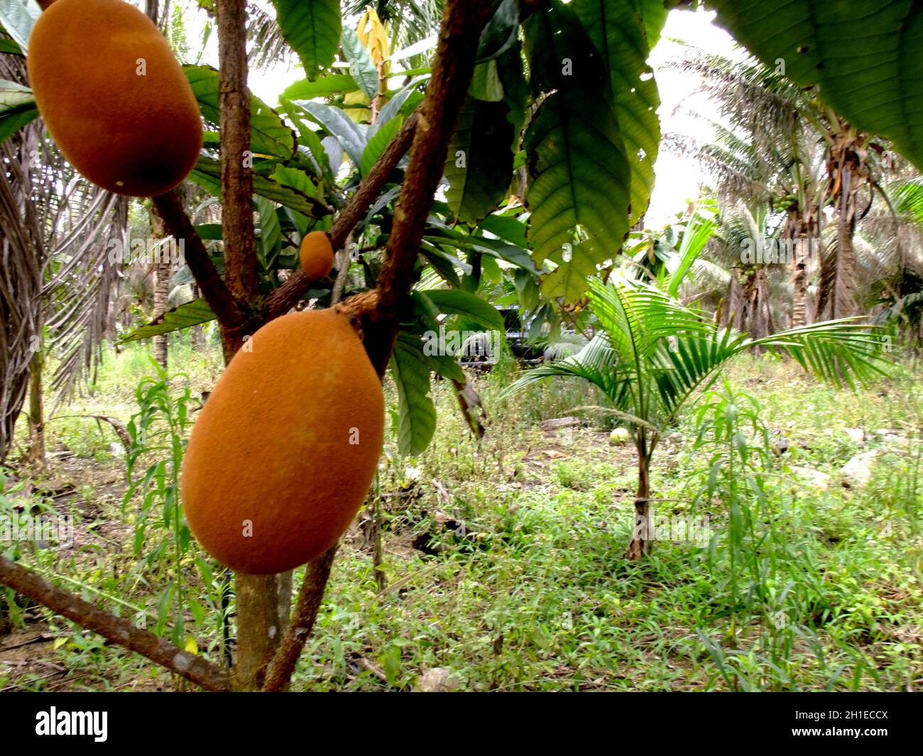Cupuacu fruit hi-res stock photography and images - Alamy