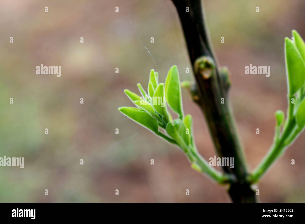 Selective focus shot of a branch with fresh green buds and leaves Stock ...