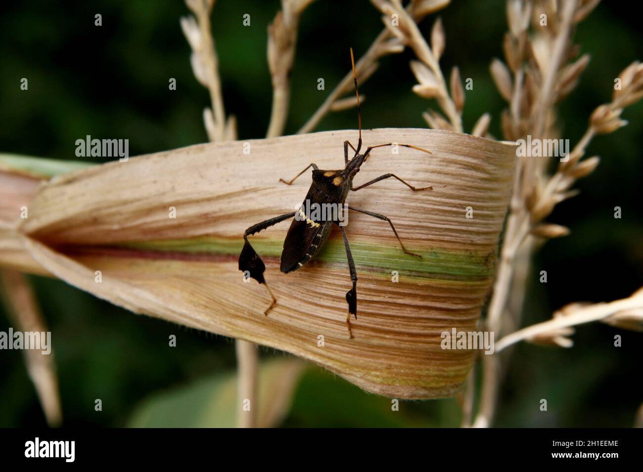 conde, bahia / brazil - october 6, 2013: corn plantation infested with ...