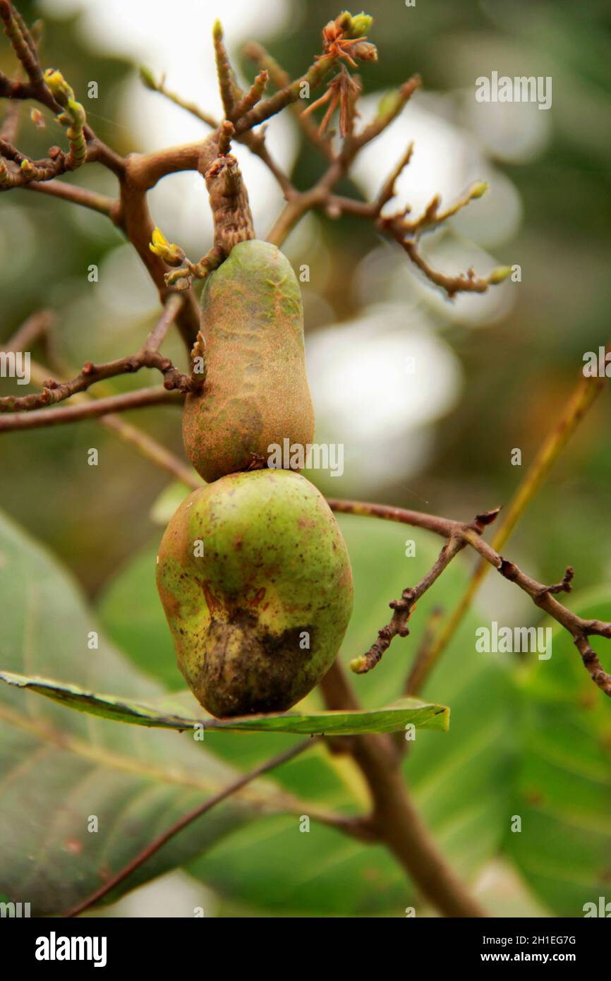 salvador, bahia / brazil november 22, 2013 Cashew nuts are seen in