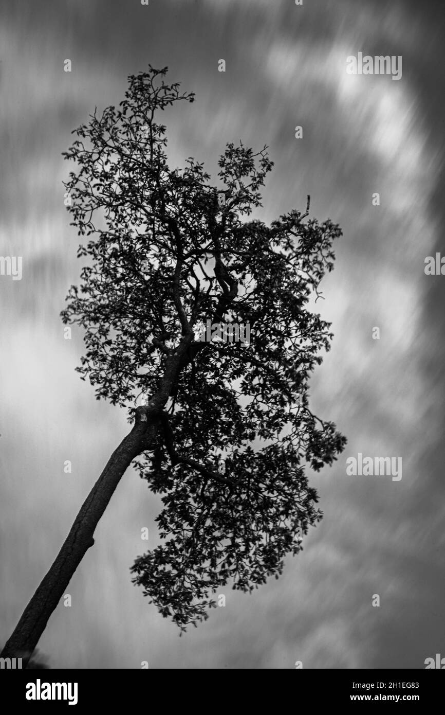 Black and White Tree Photograph Stock Photo