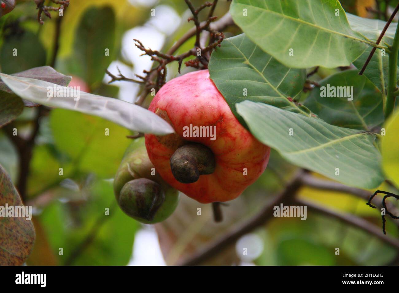 salvador, bahia / brazil november 22, 2013 Cashew nuts are seen in