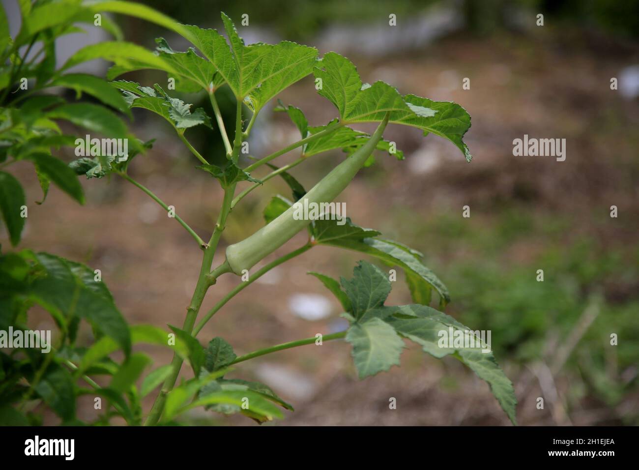 Okra plantation hires stock photography and images Alamy